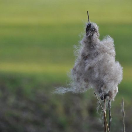Vakantiehuis 'T Verloren Schaap Damme Ngoại thất bức ảnh